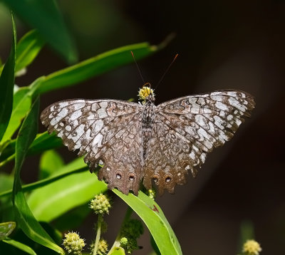 Caribbean Cracker