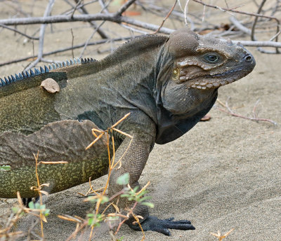 Rhinoceros Iguana