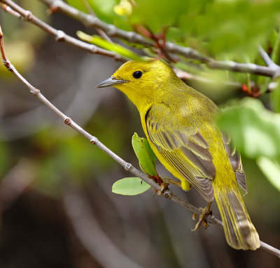 Yellow Warbler