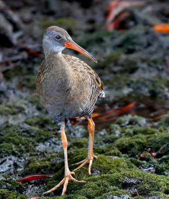 Clapper Rail