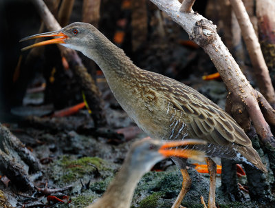 Clapper Rails