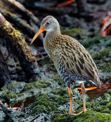 Clapper Rail