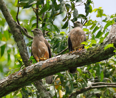 Ridgway's Hawks