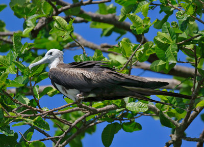 Magnificent Frigatebird