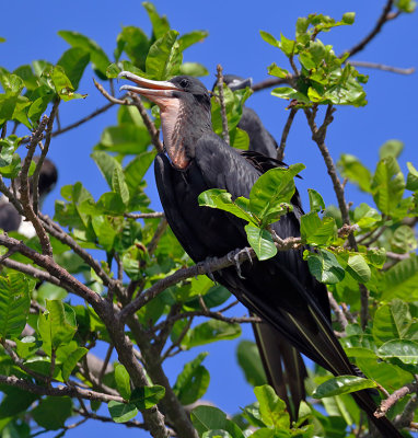 Magnificent Frigatebird