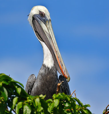 Brown Pelican