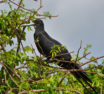 Magnificent Frigatebird