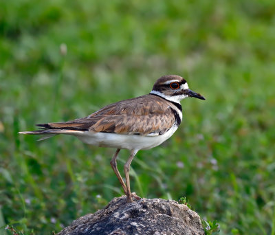 Killdeer