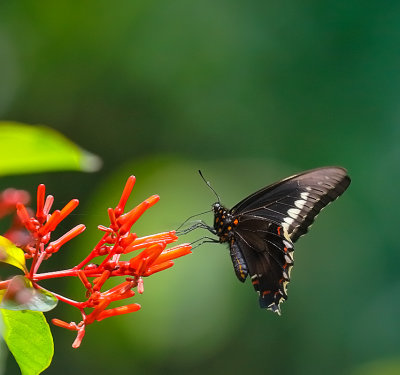 Polydamus Swallowtail