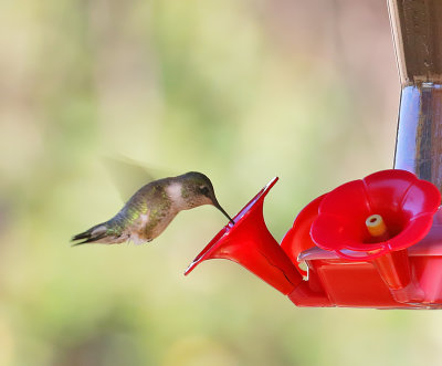 Calliope Hummingbird