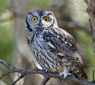 Western Screech-Owl