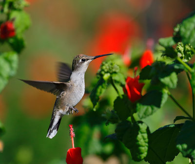 Ruby-throated Hummingbird