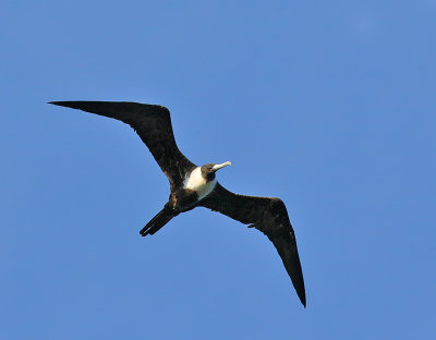 Magnificent Frigatebird