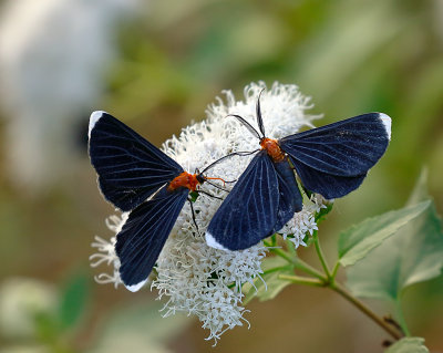 White-tipped Black Moths