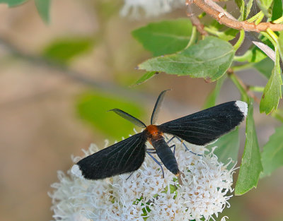 White-tipped Black Moth