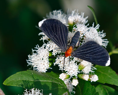 White-tipped Black Moth