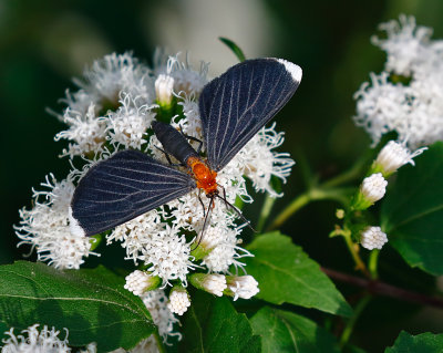 White-tipped Black Moth