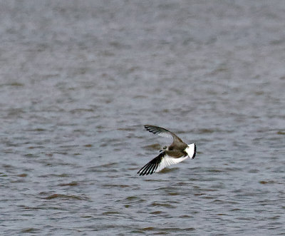 Sabine's Gull