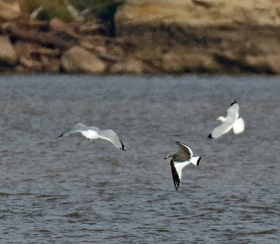 Sabine's Gull