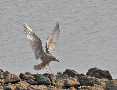 Thayer's Gull