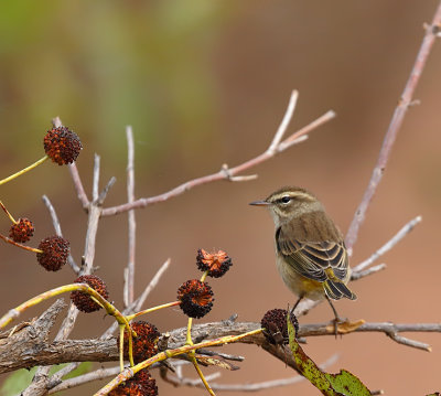 Palm Warbler