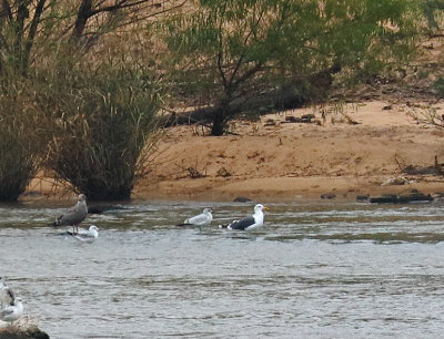 Lesser Black-backed Gull