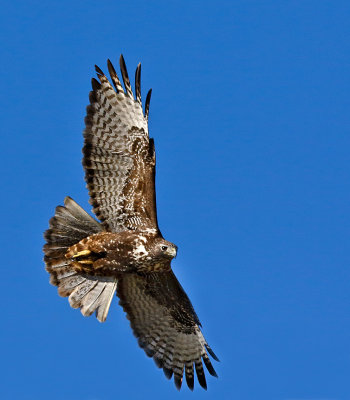 Red-tailed Hawk