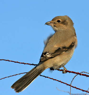 Northern Shrike