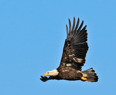 Bald Eagle