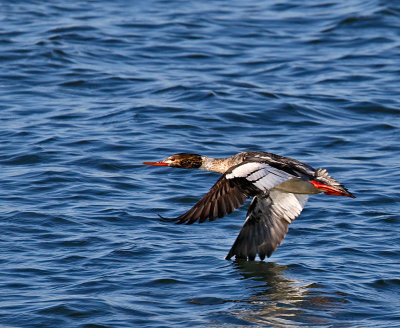 Red-breasted Merganser