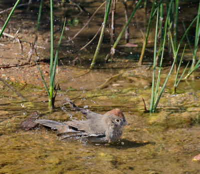 Canyon Towhee