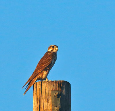 Prairie Falcon