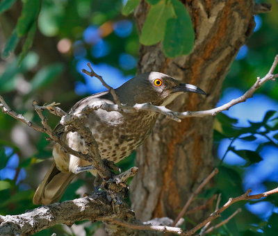 Curve-billed Thrasher