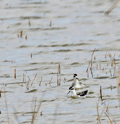 Red-necked Phalaropes