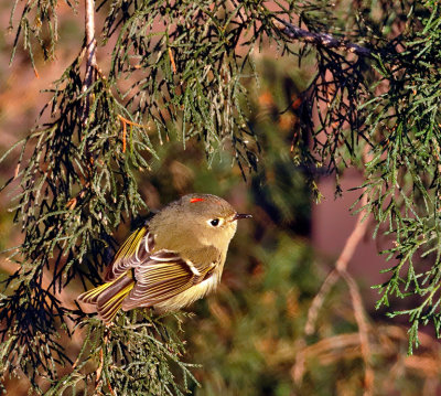 Ruby-crowned Kinglet