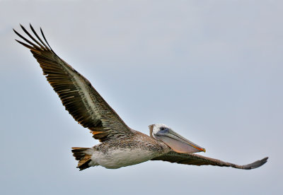 Brown Pelican