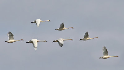 Tundra Swans