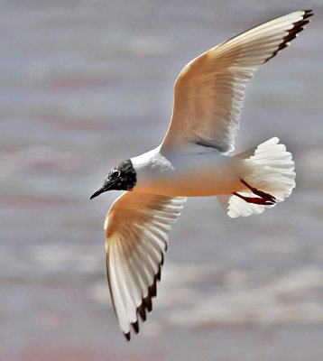 Bonaparte's Gull