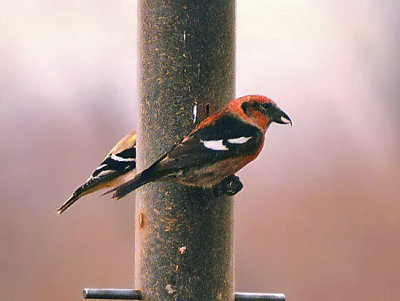 White-winged Crossbill