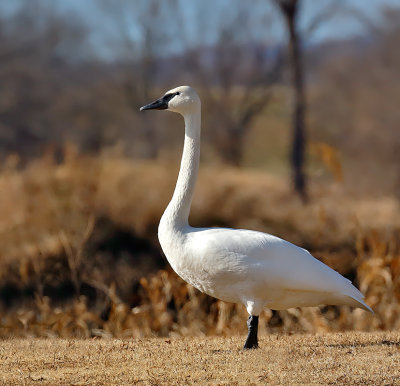 Trumpeter Swan