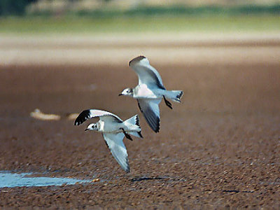 Sabine's Gulls