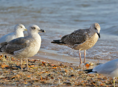 Lesser Black-backed Gulls