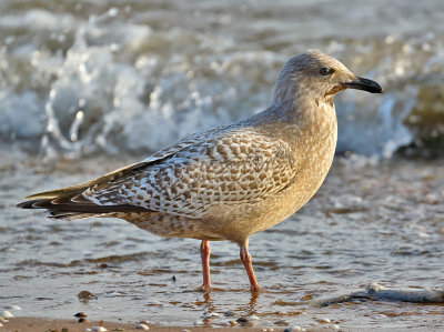 Thayer's Gull