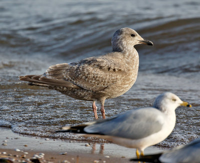 Glaucous-winged x Herring Gull hybrid