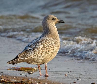 Thayer's Gull