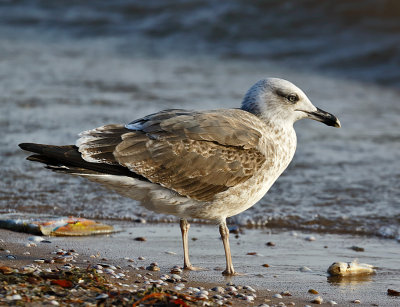 Lesser Black-backed Gull