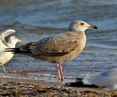 Herring Gull