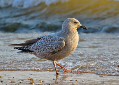 Thayer's Gull