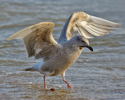 Thayer's Gull