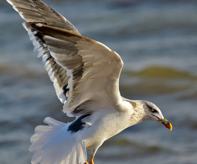 Lesser Black-backed Gull